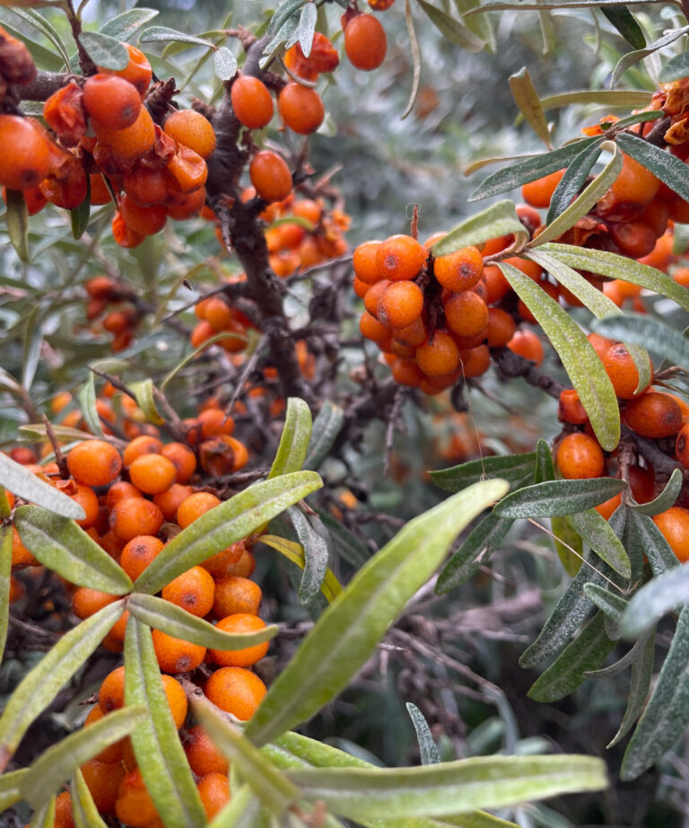 duinmosterdkaviaar2_FS