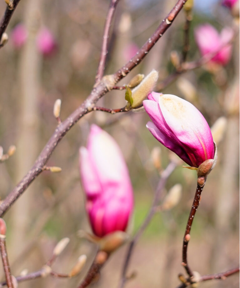 magnolia_FS