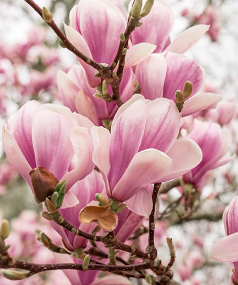 Magnolia azijn-Extra