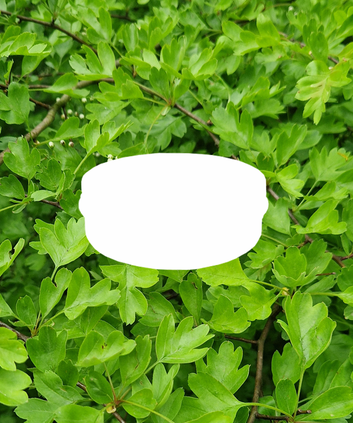 FS2-Botanical Matcha (Soon)