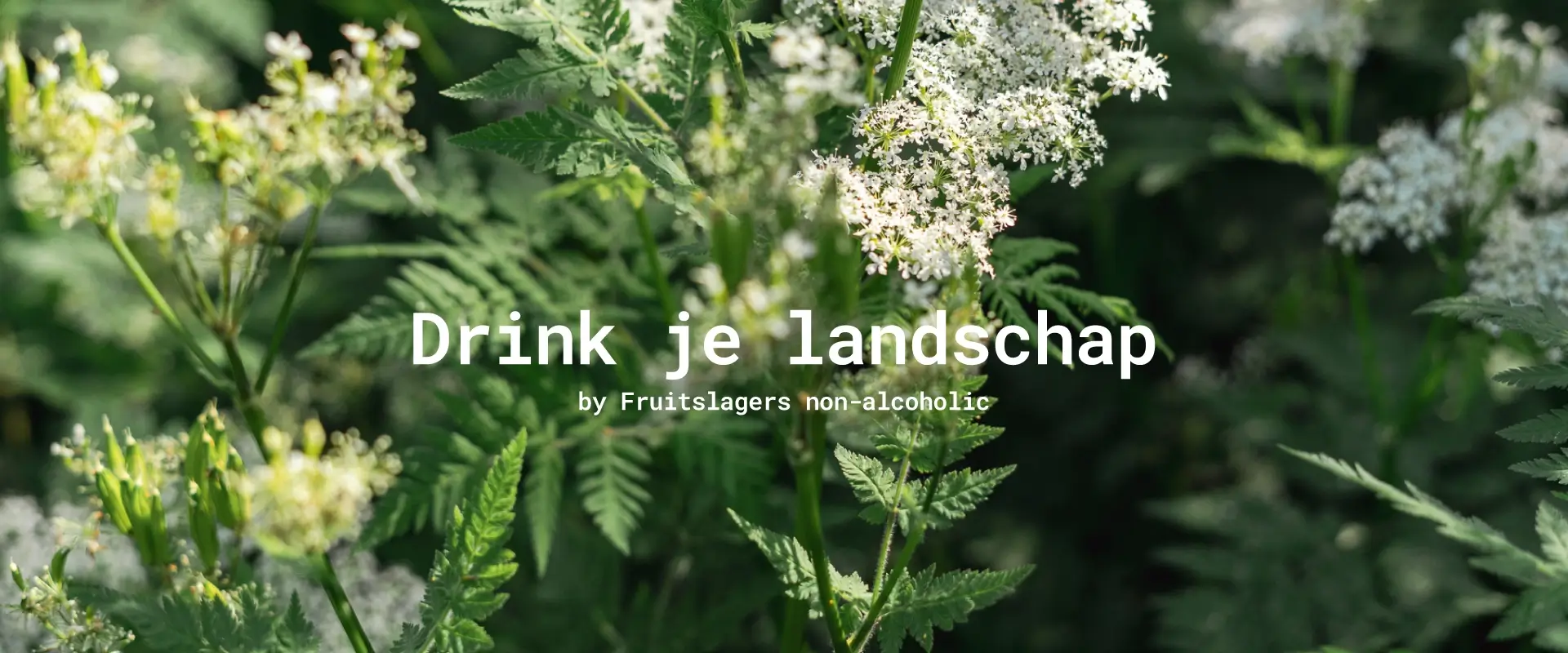Vlierbloesem als lokaal ingrediënt voor Fruitslagers dranken