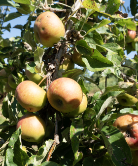 FS1-Appelciderazijn