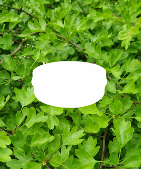 FS2-Botanical Matcha (Soon)