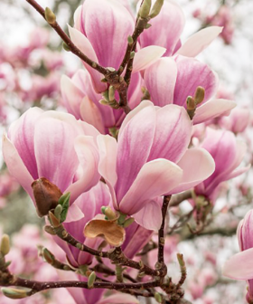 Magnolia azijn-Extra
