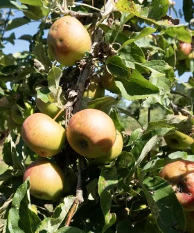 Appelciderazijn van Fruitslagers – azijn van Nederlandse hoogstam appels