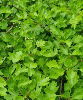 Botanische Matcha van Fruitslagers – lokaal matcha-alternatief van bladeren uit het voedselbos