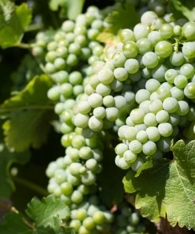 Witte Wijnazijn van Fruitslagers – lokale azijn