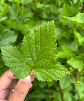 zwrate bessen blad_FS